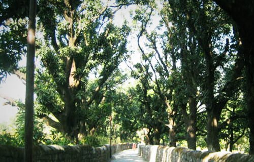 orchards1