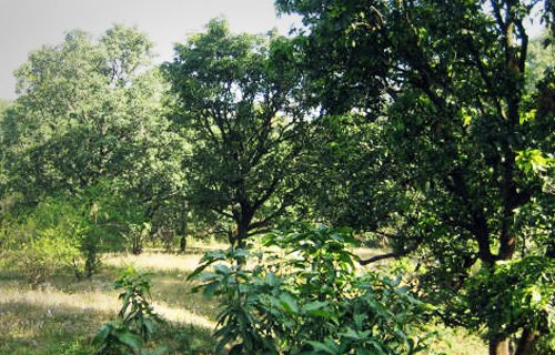 orchards2
