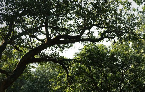 orchards4